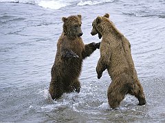 Bear Boxing